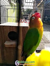 Karena, kita dapat mendengarkan suara kicauan khas, serta menikmati keindahan warna bulunya. Pakan Dan Vitamin Racikan Om Gendub Hb 99 Sf Salatiga Bikin Lovebird Rembez Konslet Om Kicau