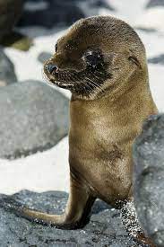 Galapagos Sea Lion Pup By Dorthe Arve Olsen On Flickr Big Animals Galapagos Sea Lion Sea Lion