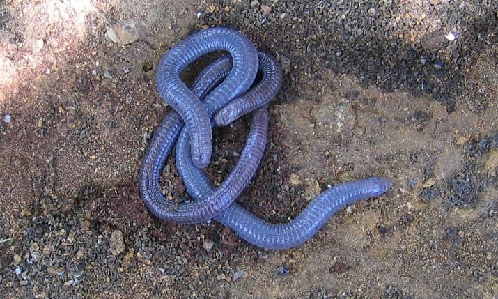 Mga resulta ng larawan para sa Rhineuridae Amphisbaenia (Worm Lizard)"