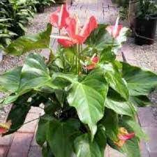 Cara menanam dan merawat anthurium gelombang. Bunga Gelombang Cinta Nama Latin Incapone Smart Park Facebook