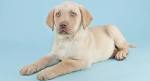 Yellow Labrador Retriever Puppies For Sale | Greenfield ...