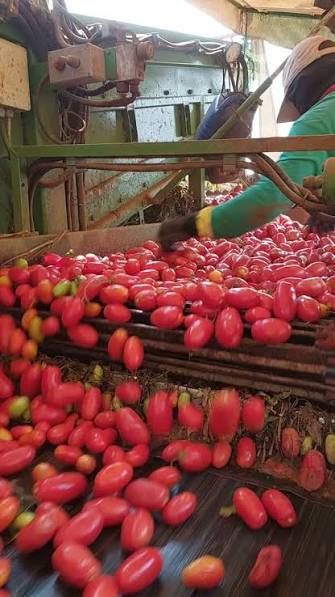 A produção de tomate industrial em Goiás é sinônimo de alta tecnologia, rendimento e precisão no campo. 🍅🚜, ​Quando falamos da cadeia do tomate para processamento, Goiás se destaca como a principal ...