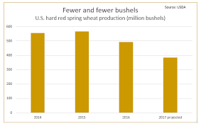 Hard Spring Wheat Market Floats Above A Sea Of Grain