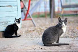 I walk near the area where these cats live every day. Stray And Feral Cats How To Spot The Difference Animal Friends Pet Insurance