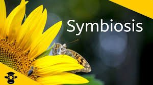 Examples Of Symbiotic Relationships Symbiotic Relationships Mutualism Commensalism