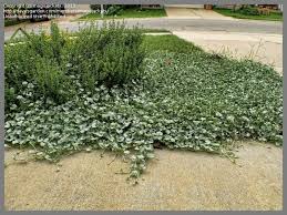 Dichondra argentea, commonly called silver ponysfoot or silver nickel vine, is a creeping/trailing evergreen perennial that is native to desert regions in western texas, new mexico, southeastern arizona and northern mexico. Plantfiles Pictures Dichondra Species Kidneyweed Silver Pony S Foot Dichondra Argentea By Magicjackatx