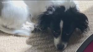 If your dog keeps biting the leash while you are walking, it's important to look closely at what may be causing his aggressive behavior. Is Your Pooch Having Problems During The Covid Pandemic Cbs8 Com