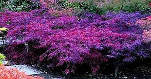 Japanischer Ahorn Seiryu 1 Pflanze Garten Pflanzen Haus Baume