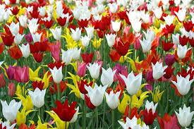 Οι τουλίπες είναι πανέμορφα λουλούδια που ανθίζουν την άνοιξη, από μάρτιο έως και τον μάιο, σε πληθώρα σχεδίων και χρωμάτων. Toylipes Ollandia Anoi3h Fysh Toylipa Ta Pedia Toylipa Keukenhof Tapetsaria Pikist