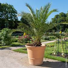 Très à l'aise à l'extérieur, en pot ou en pleine terre, vous l'apprécierez pour la beauté de son feuillage et sa facilité. Palmier Phoenix Canariensis Ou Palmier D Hyeres Ou Dattier Des Canaries