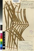 Image result for Encephalartos umbeluziensis