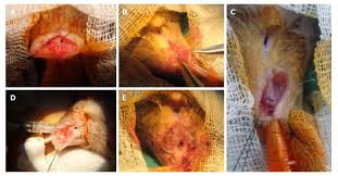 Rat Model Of Anal Sphincter Injury And Two Approaches For Stem Cell Administration