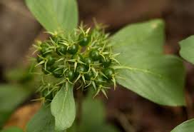 Image result for Kleinia chimanimaniensis