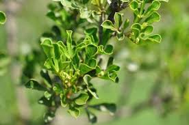 Image result for Searsia rogersii