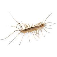 This morning i saw a big spider looking centipede. Centipede Identification Habits Behavior Batzner Pest Control In Wi