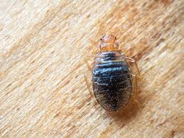 Comprehensive guide to bed bug bites including pictures to show what they look like, patterns, symptoms and itch bed bug bite stages. Bed Bug Removal Delaware Delmar Termite Pest Control
