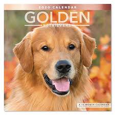 Find golden retriever in pets | find or rehome a dog, cat, bird, horse and more on kijiji: Cute Dogs Puppy Animals Police Alsatian Search Recue Canine 2020 Golden Retrievers Wall Calendar With 324 Included Stickers By Bright Day 16 Month 12 X 12 Inch Mimbarschool Com Ng