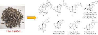 Image result for Vitex thyrsiflora