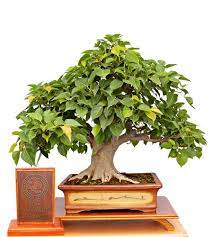 Peepal cutting to bonsai, how to make peepal bonsai from cutting, peepal tree bonsai how to how to make a bonsai tree | best bonsai for beginners : Bonsai Ficus Religiosa Sacred Fig Bo Tree Peepal Broom Style Approximately 25 Years Old Bonsai Tree Bodhi Tree Indoor Bonsai