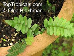 Image result for Pellaea angulosa