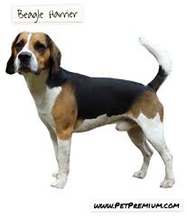 Black And Tan Dog Breeds Medium Beagle Harrier Breed Information Harrier Dog Dog Breeds Designer Dogs