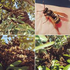 These wasp apparently really do make honey although i have no idea what it tastes like. Mexican Honey Wasp Good Or Bad Daddykirbs Farm
