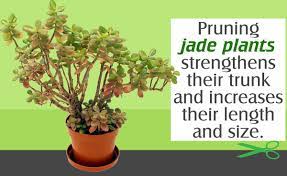 With Small Potted Plants Pruning Is Needed To Reduce The Leaf Coverage And Maintain A Pleasing Appearance The Jade Plant Care Jade Plants Jade Plant Pruning