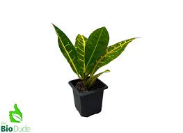 Image result for Codiaeum