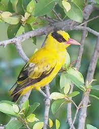 Nombres De Pajaros En Espanol Y Sus Caracteristicas