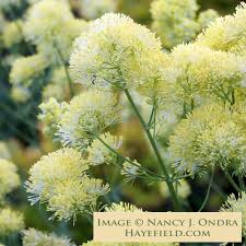 Image result for Satyrium flavum