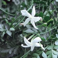 Image result for Jasminum bakeri