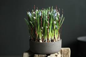 Over the nov 2020, the average rent for an apartment in/near chestnut hill, newton, ma decreased by 3.5% to 2.350 $. Winston Flowers Planting Workshop Indoor Bulb Gardens 04 25 20