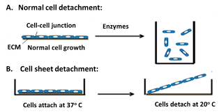 Animal cell culture technology is one of those advances. Ijms Free Full Text Scaffold Free 3 D Cell Sheet Technique Bridges The Gap Between 2 D Cell Culture And Animal Models