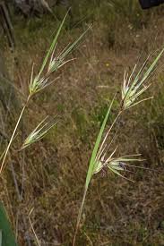 Often seeded in a mixture with other native grasses 6 Of The Best Native Grasses To Plant In Your Yard Good Living