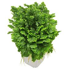 Image result for Selaginella soyauxii