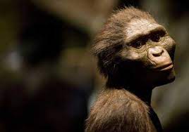 Naughty Neanderthals nixed monogamy