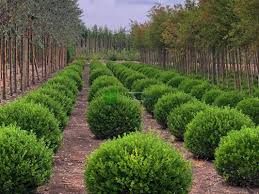 Image result for Buxaceae