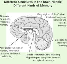 This Image Was Found On Google Images It Shows How The Different Structures Of The Brain Handle Differe Types Of Memory Developmental Psychology Ap Psychology