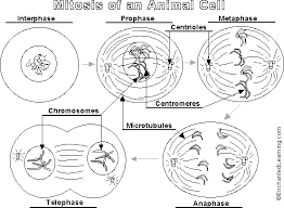 We did not find results for: 32 Animal Cell Diagram To Label Label Design Ideas 2020