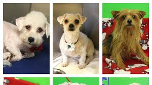 Get a boxer, husky, german shepherd, pug, and more on kijiji, canada's #1 local classifieds. Lchs Pet Of The Week Puppy Mill Rescues In Need Of Homes