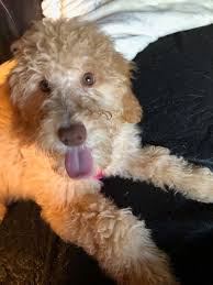 Mini, standard, and medium goldendoodles for sale. Piper Joy X Winston F1bb Medium Sheepadoodles Ready Now Goldendoodle Breeder Ny Goldendoodle Puppies Ny Mini Sheepadoodle Puppies Doodles By River Valley Doodle Puppies