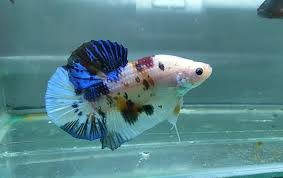 Usual place in the tank: Fancy Giant Betta Fish For Sale Center Of Betta Fish For Sale