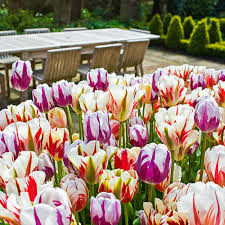 Hollandbulbfarms.com has been visited by 10k+ users in the past month Van Bourgondien Cool Flames Tulip Bulb Mixture 100 Pack 63681 The Home Depot Tulip Bulbs Tulips Bulb