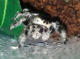 Check spelling or type a new query. Phidippus Regius For Sale