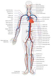 Chart Human Body Anatomy Encyclopedia