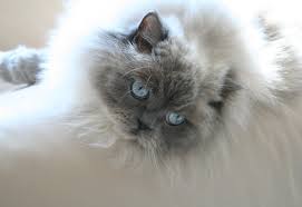 What kind of color does a point himalayan cat have? Blue Point Himalayan Cat Novocom Top