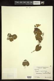 Image result for Astripomoea grantii