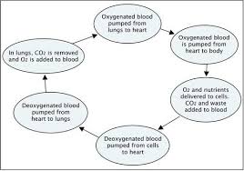 Thanks for such an awesome site. The Digestive System Systems In The Human Body Siyavula