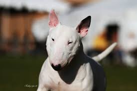 Pin On Miniature Bull Terriers