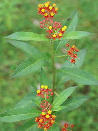 Image result for Asclepias curassavica